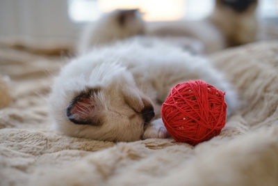 Close-up of a dog resting