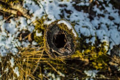 Directly above shot of tree stump covered with moss