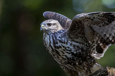 Close-up of owl perching on tree