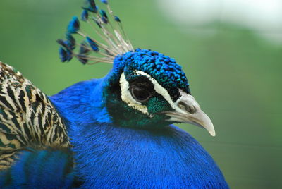 Close-up of peacock