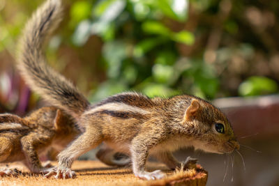 Close-up of squirrel