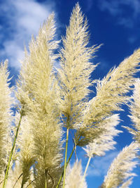 Close-up of stalks against blue sky