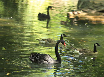 Swans swimming in lake