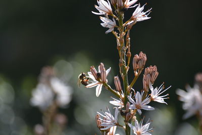 Close-up of white flowering plant