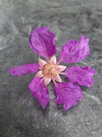 High angle view of pink flowering plant