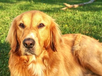 Portrait of golden retriever dog sit on grass. healthy athletic body of smart dog golden retriever 