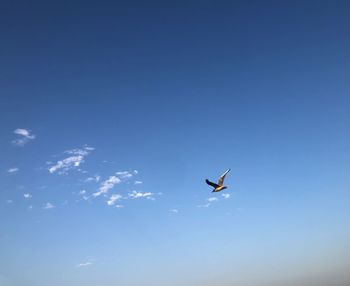 Low angle view of bird flying in sky