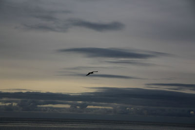 Bird flying over sea against sky