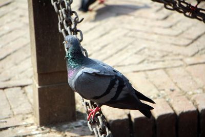 High angle view of pigeon perching on chain