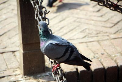 Close-up of bird perching on railing