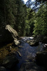 Stream flowing through rocks in forest