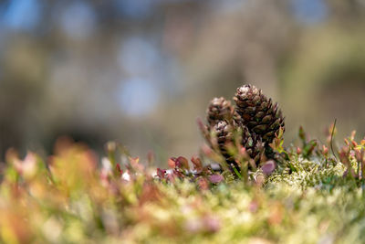 Close-up of flowering plants on field