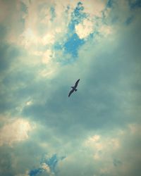 Low angle view of bird flying in sky