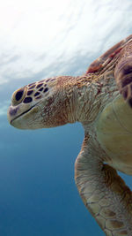 Close-up green sea turtle