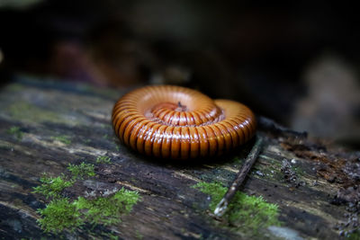 Close-up of snail on wood