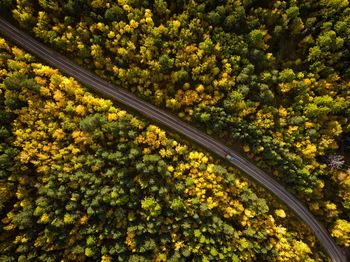 High angle view of yellow flowering plants by railroad track