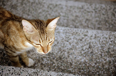 Close-up of ginger cat