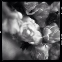 Close-up of flowers