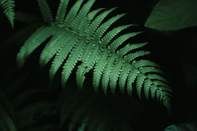 Close-up of fern