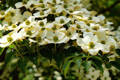 Close-up of white flowering plants