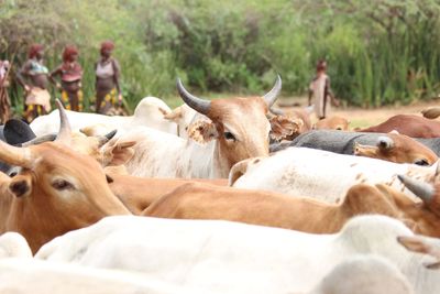 Close-up of cows on ground