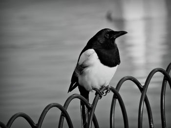 Close-up of bird perching on railing