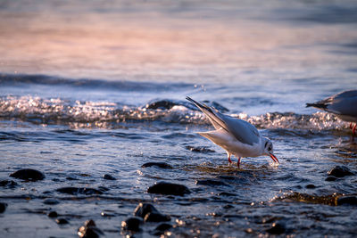 Side view of seagull on beach