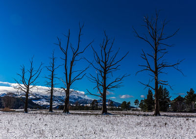 Bare trees against clear blue sky