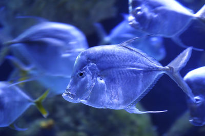 Close-up of jellyfish swimming in aquarium