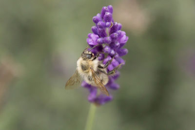 Close-up of bee on purple flower