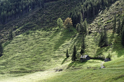 High angle view of pine trees in forest