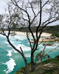 Bare tree by sea against sky