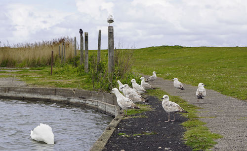 View of seagulls on lake against sky