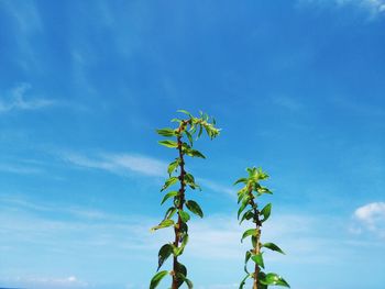 Low angle view of plant against blue sky