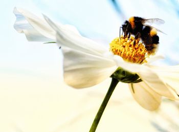 Close-up of bee pollinating on flower