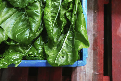 Spinach in container at home