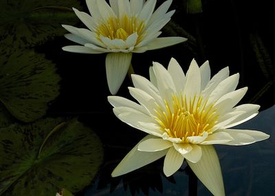 Close-up of lotus water lily in pond