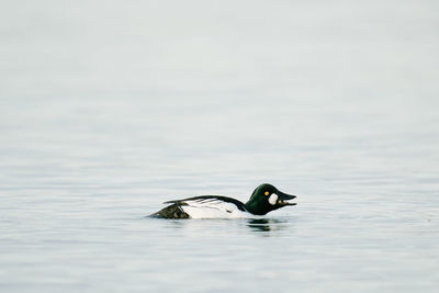 View of duck swimming in lake