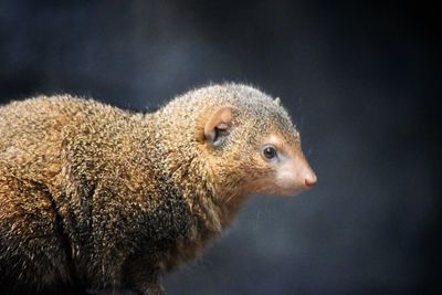 Close-up of squirrel
