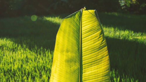 Close-up of yellow leaf on field
