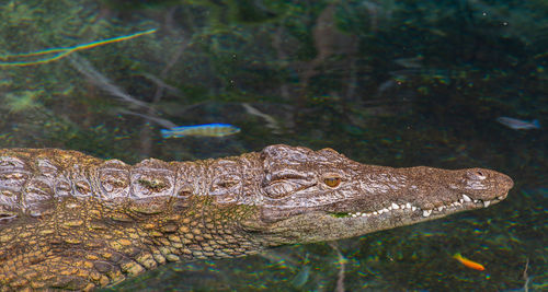 Close-up of crocodile in lake