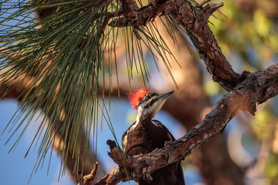 Low angle view of bird perching on tree