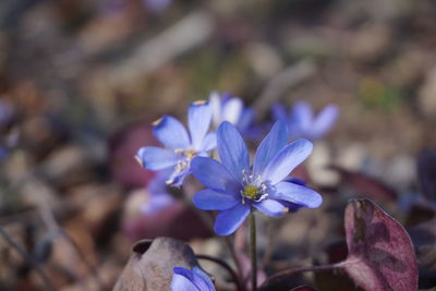 Close-up of purple crocus flowers