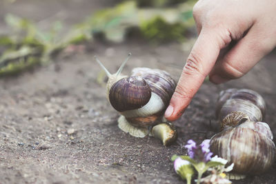 Close-up of snail on hand