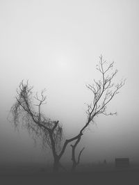 Bare tree against sky during foggy weather