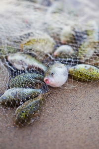 High angle view of dead fishes in net