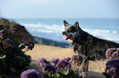 Close-up of dog on beach against sky