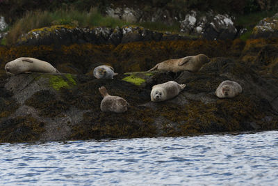 View of ducks on rock