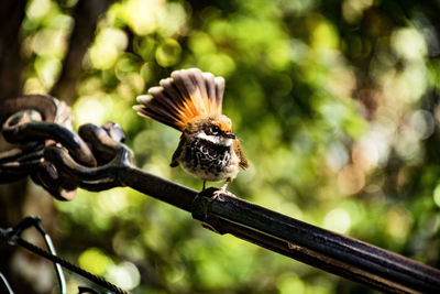 Close-up of butterfly on branch