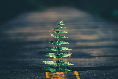 Close-up of plant growing on footpath